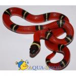    (Lampropeltis triangulum sinaloae), S 