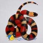    "Apricot" (Lampropeltis triangulum campbelli "Apricot"), S 