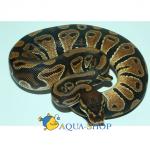   Farm (Python regius), S 