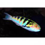    (Thalassoma hardwicke), M 