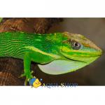- (Anolis equestris), L 