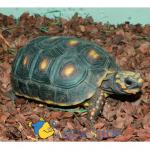   (Geochelone carbonaria), M 