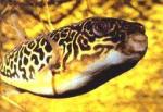  ,   (Tetraodon lineatus, Tetraodon fahaka), S
