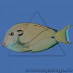  ,   (Acanthurus tennentii), S 