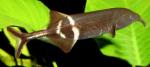 Слоник нильский, Гнатонемус Петерса (Gnathonemus petersii), S 