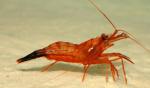 -  (Lysmata wurdemanni), S 
