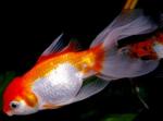  - (Carassius auratus var.), S 