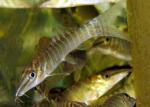   (Syncrossus hymenophysa, Botia hymenophysa), S 