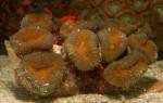    (Lobophyllia corymbosa), M 