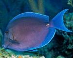   () S Acanthurus coeruleus