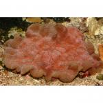   (Acanthastrea sp.), L 