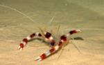 -  (Stenopus hispidus), L 