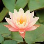     (Nymphaea Barbara Dobbins pink), M 