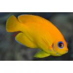    (Centropyge flavissima, Centropyge flavissimus), L 