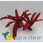 Эхинодорус Рубин. Растение шелковое, красное 30см