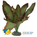 Эхинодорус Розеа. Растение шёлковое, 20 см