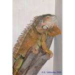   Farm () S Iguana iguana