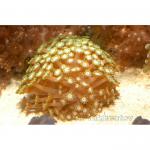  (Alveopora sp.), M 