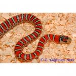     (Lampropeltis pyromelana knoblochi), S 