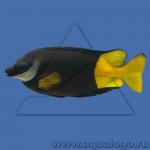  ,   (Siganus uspi), L 