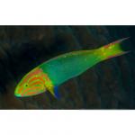    (Thalassoma lutescens), M 