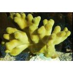    (Porites cylindrica), M 
