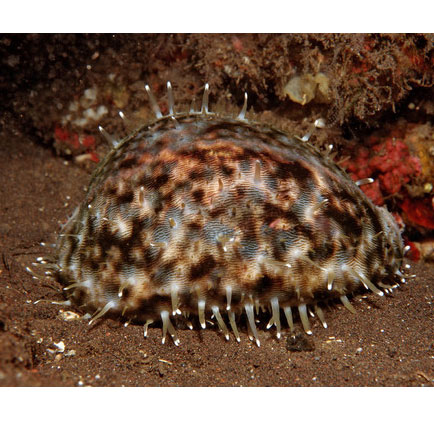   (Cypraea tigris), L 