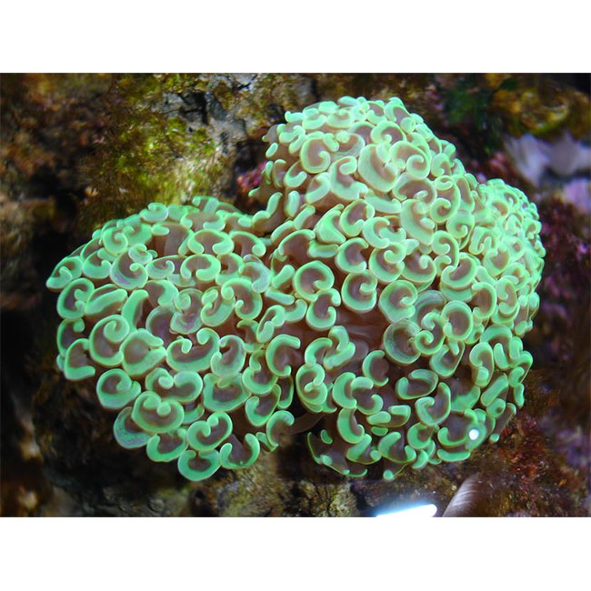   (Euphyllia ancora, Euphyllia paraancora), M 