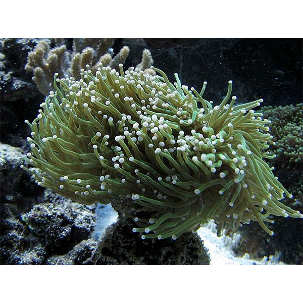   (Euphyllia glabrescens), M 