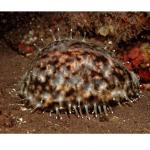   (Cypraea tigris), L 