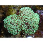   (Euphyllia ancora, Euphyllia paraancora), M 