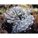  ,  " " (Euphyllia cristata), M 