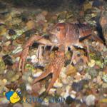    (Procambarus clarkii), M 