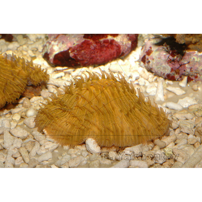 Фунгия оранжевая, Коралл грибовидный (Fungia sp.), M 