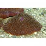 ,   (Fungia sp.), L 