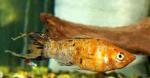   " " (var. Poecilia latipinna), M 