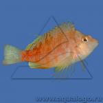   (Cirrhitichthys aureus), L 