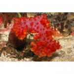  (Dendronephthya sp.), S 