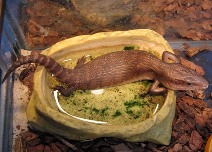   (Tiliqua scincoides intermedia), L 
