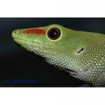   () M Phelsuma grandis