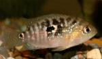  ,  ,  ,   (Cichlasoma octofasciatum, Cichlasoma biocellatum), M 