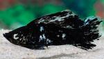     (Poecilia sphenops var.), M  