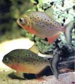   (Pygocentrus nattereri, Serrasalmus nattereri), M 