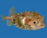 -  (Diodon liturosus), L 