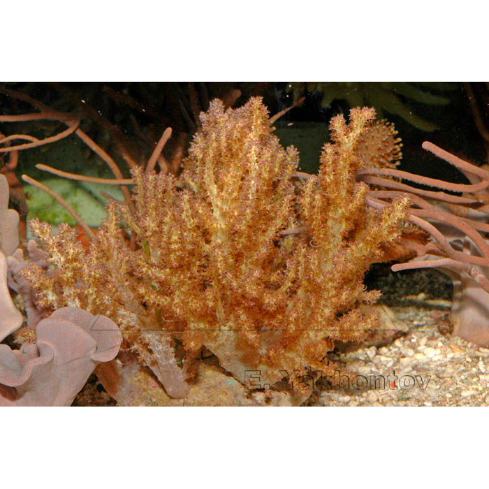  (Lemnalia sp.), L 