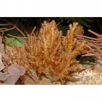  (Lemnalia sp.), L 
