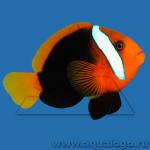     (Amphiprion melanopus), L 