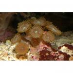  ,  (Zoanthiniaria Gen.sp., Zoanthus, Palythoa), XL 