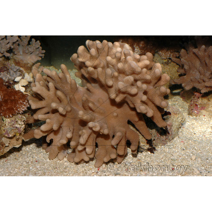  ( Sinularia sp.), XL 