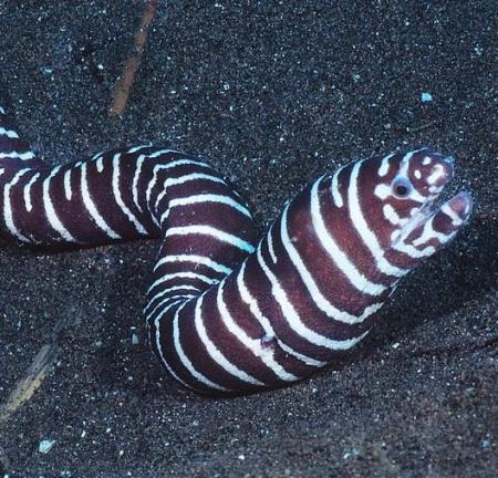 - (Gymnomuraena zebra), M 